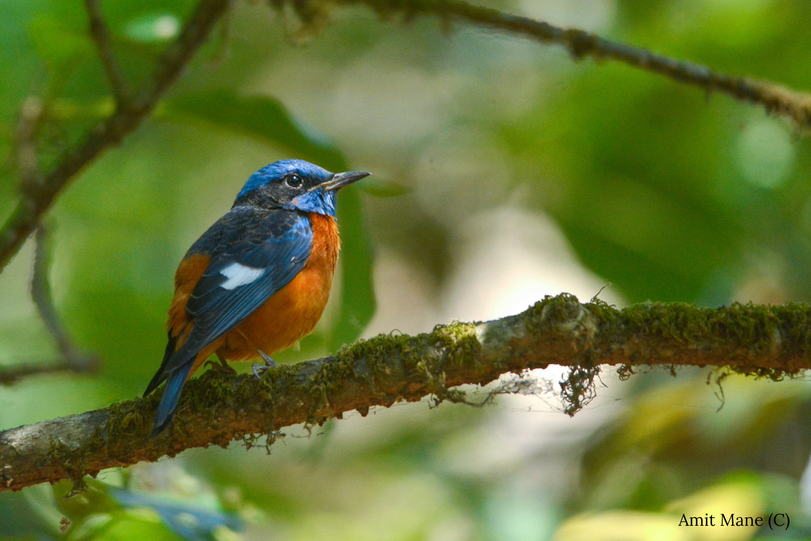 Bird Survey 2026