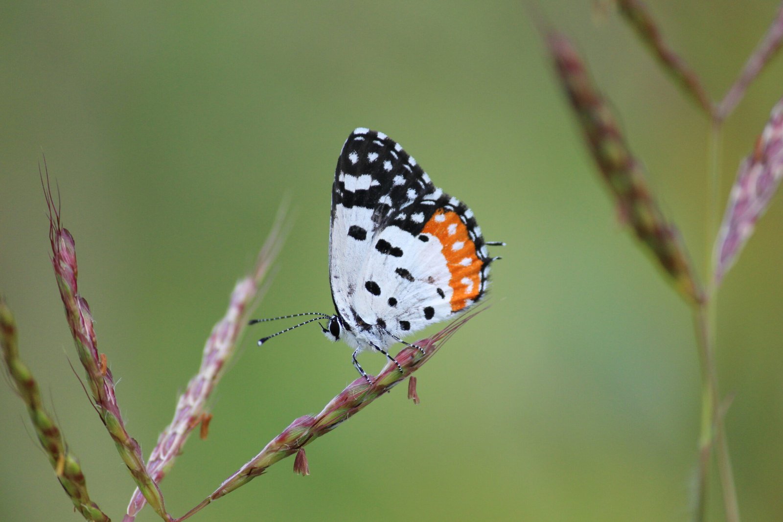 Butterfly Survey 2026