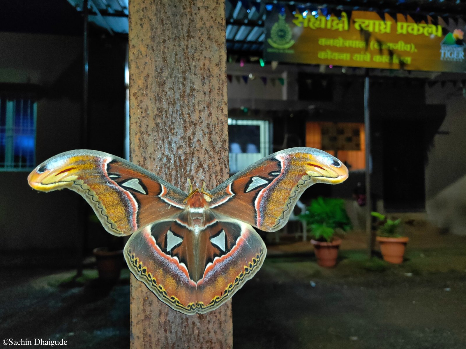 Moth Survey 2026