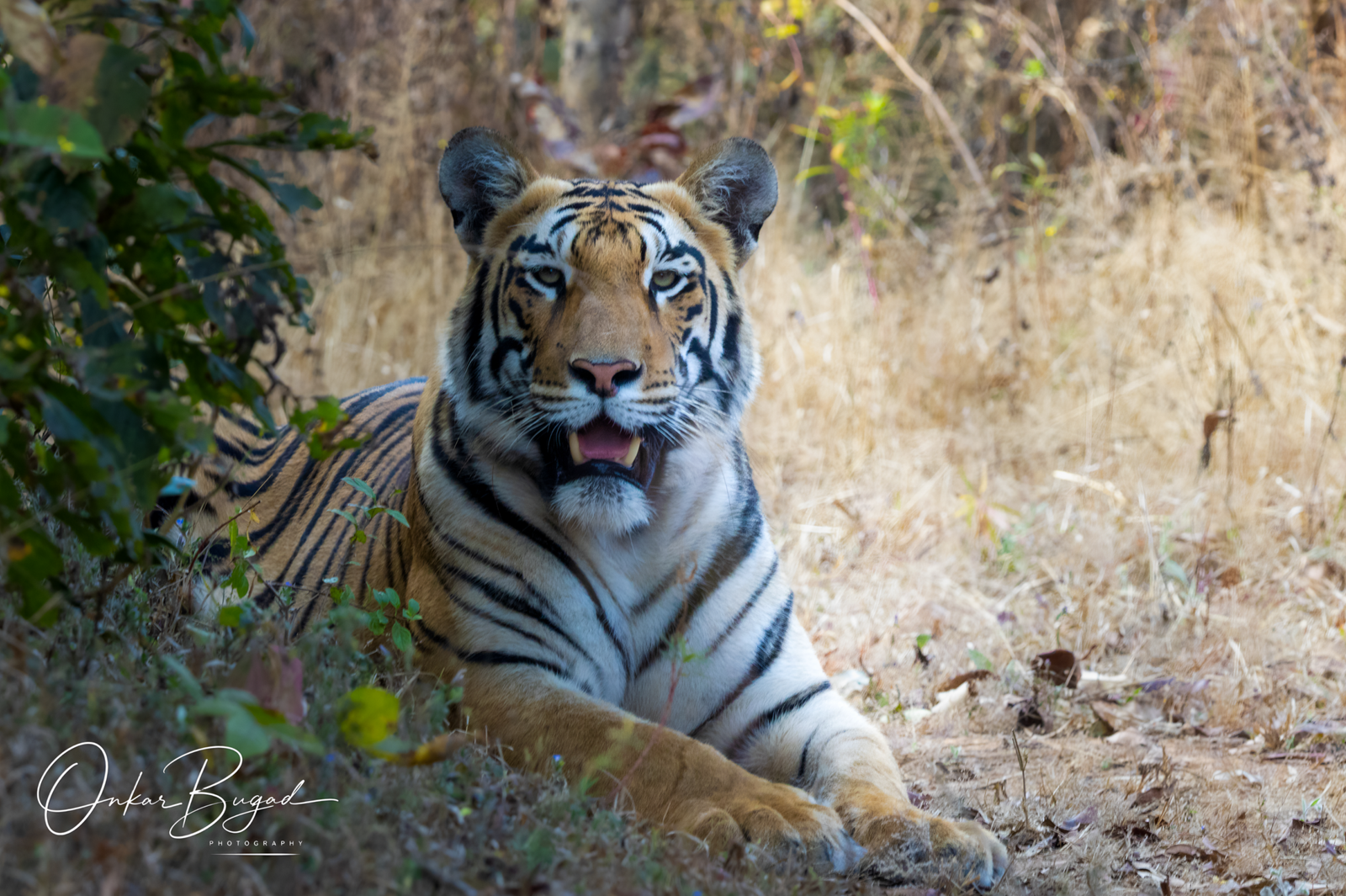 Sahyadri Tiger Reserve
