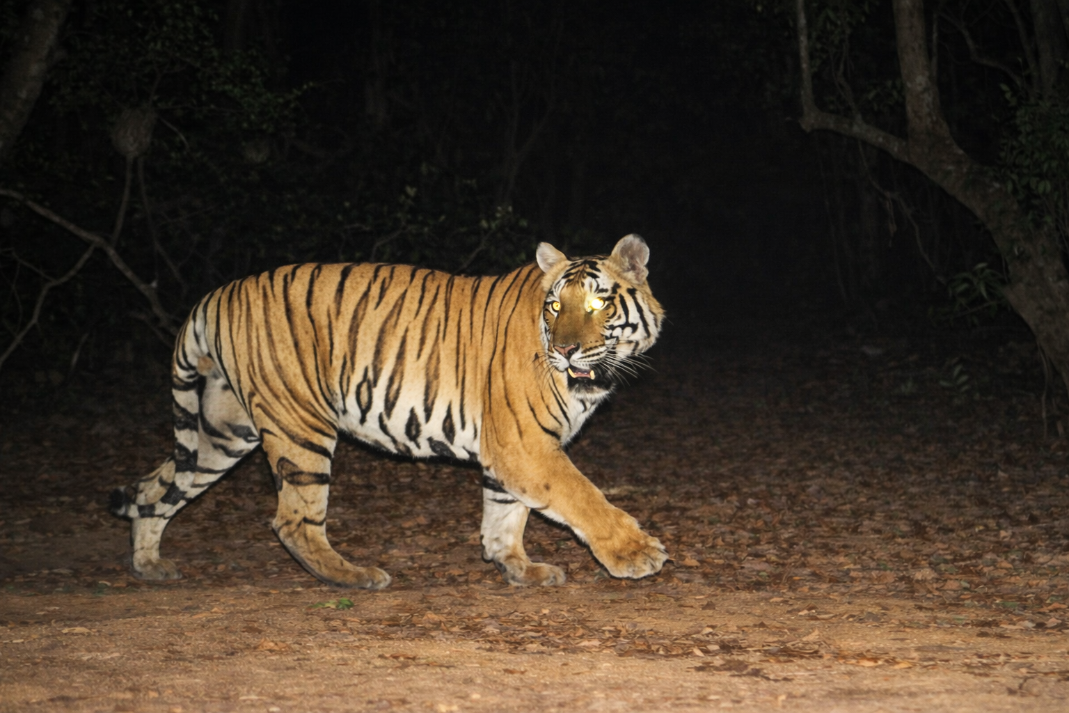 Tiger 20