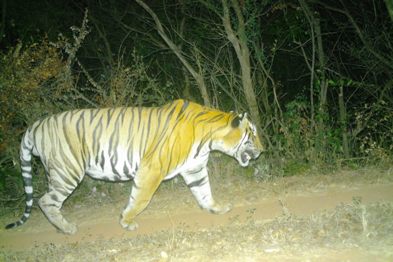 Tiger 2