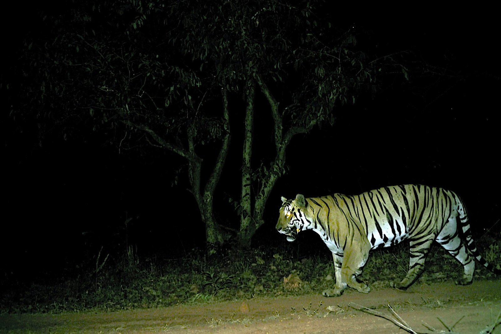 Tiger 3