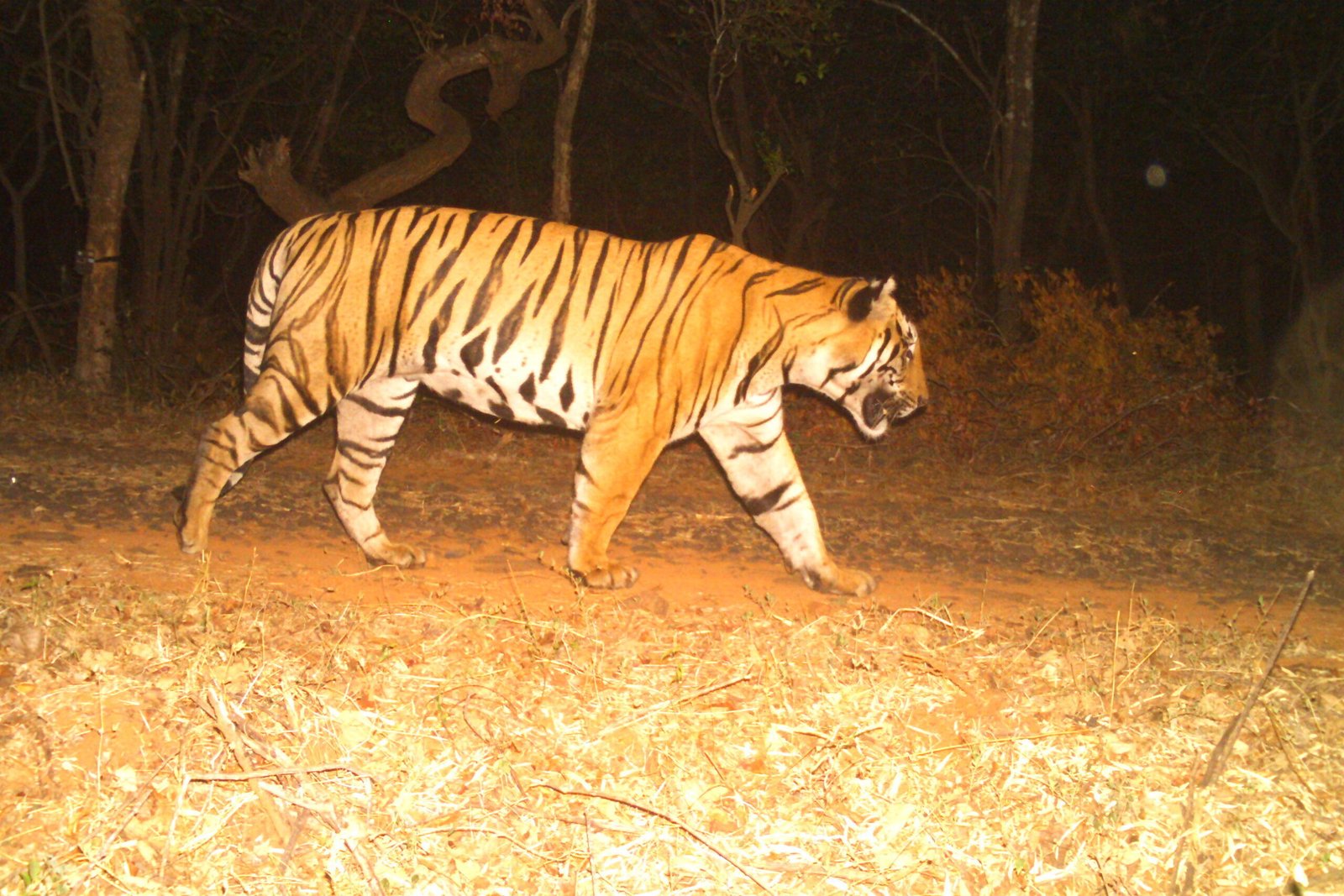 Tiger 4