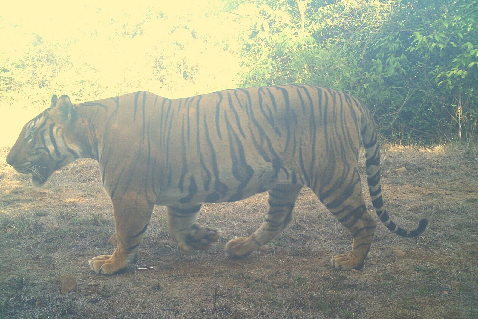 Tiger 5