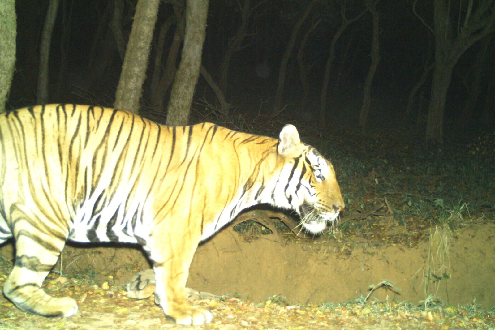Tiger 6