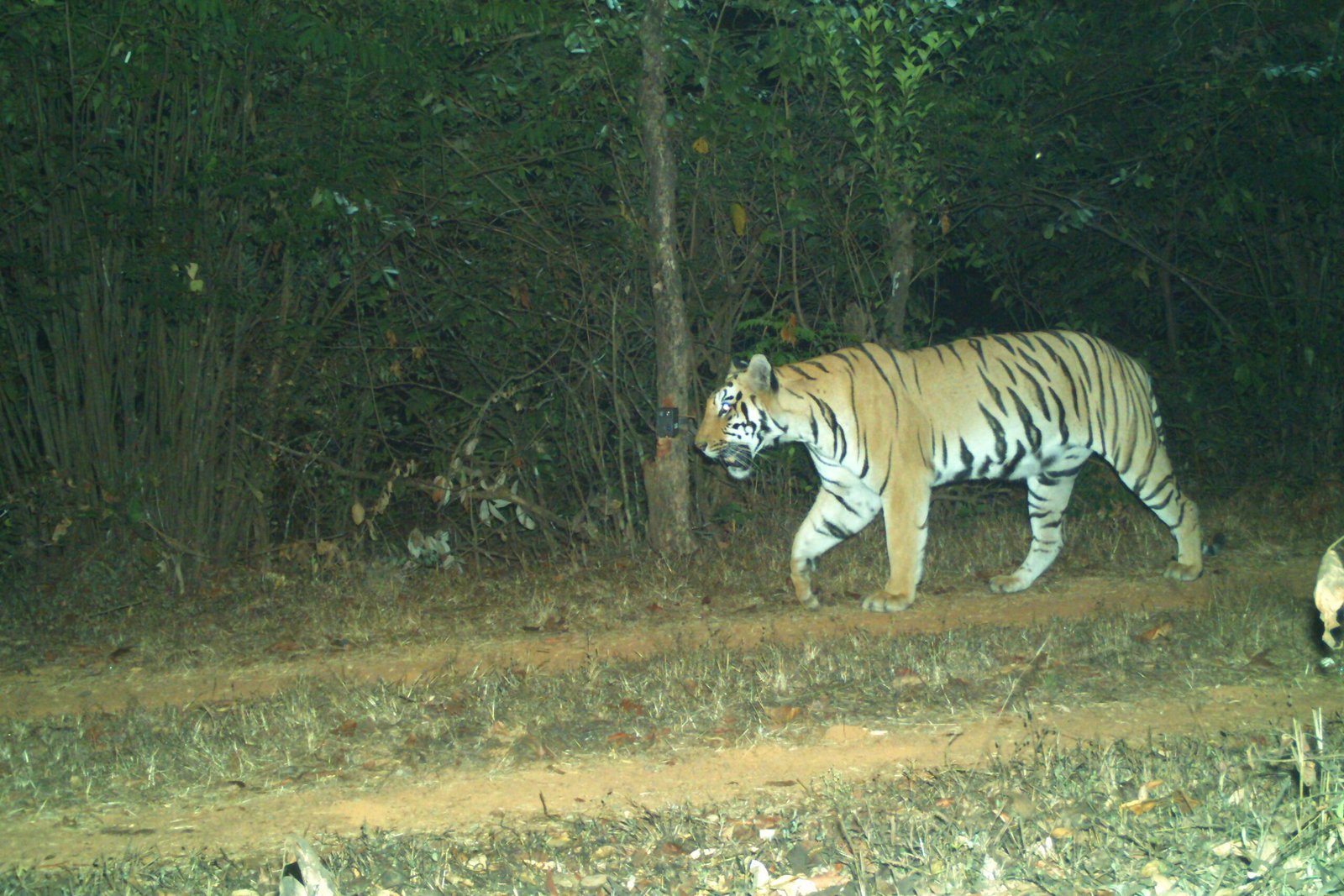 Tiger 7