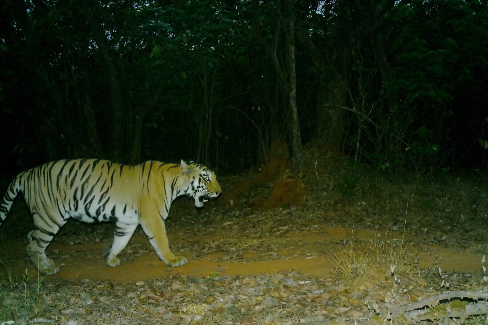 Tiger 8