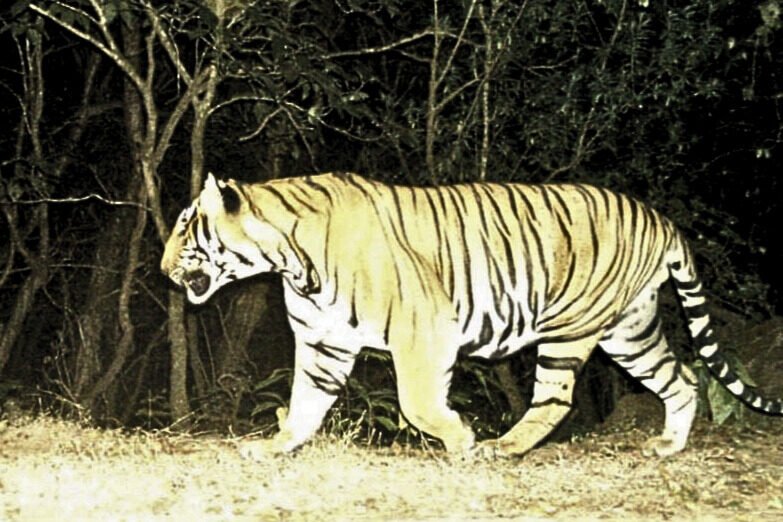 Tiger 13