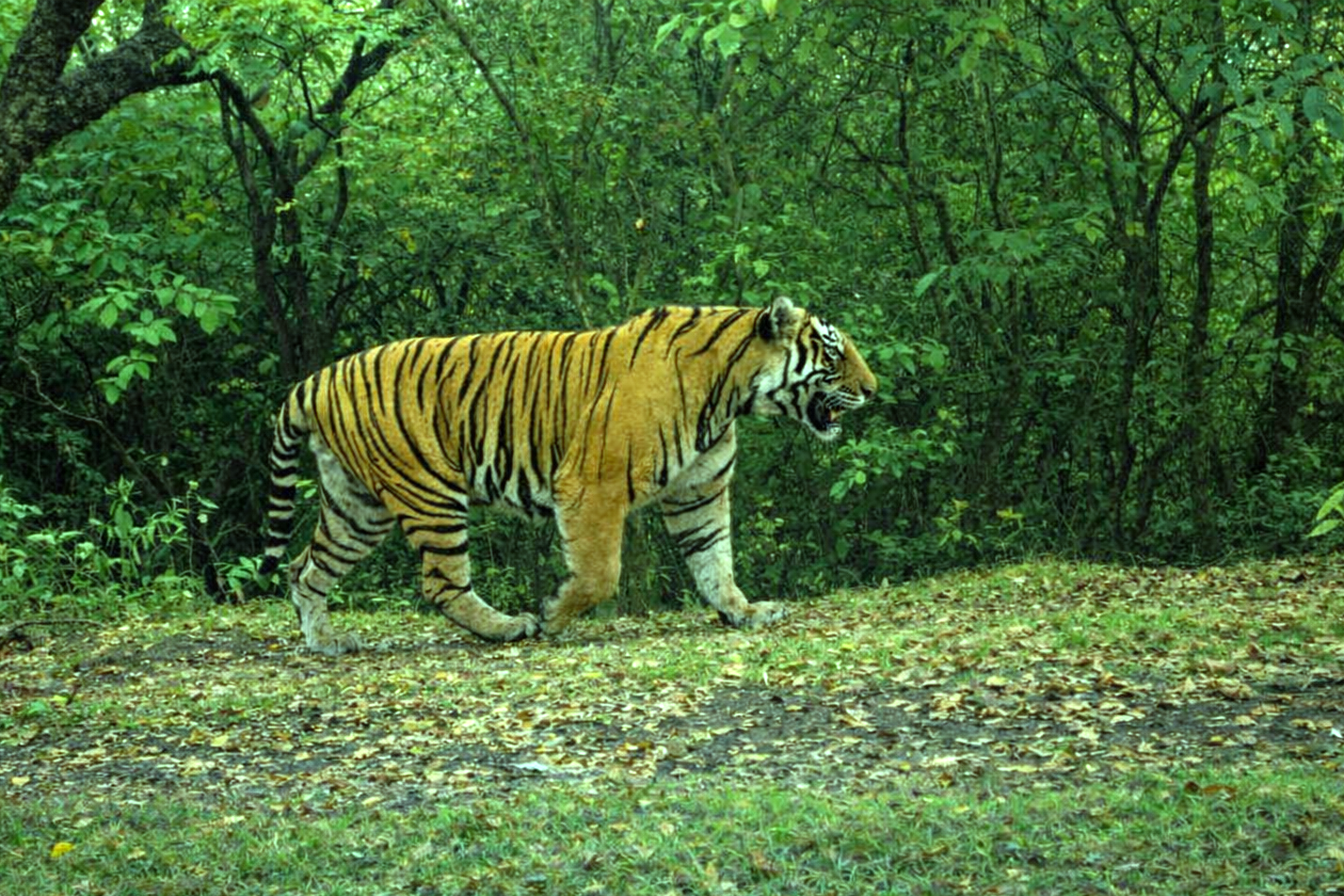 Tiger 14