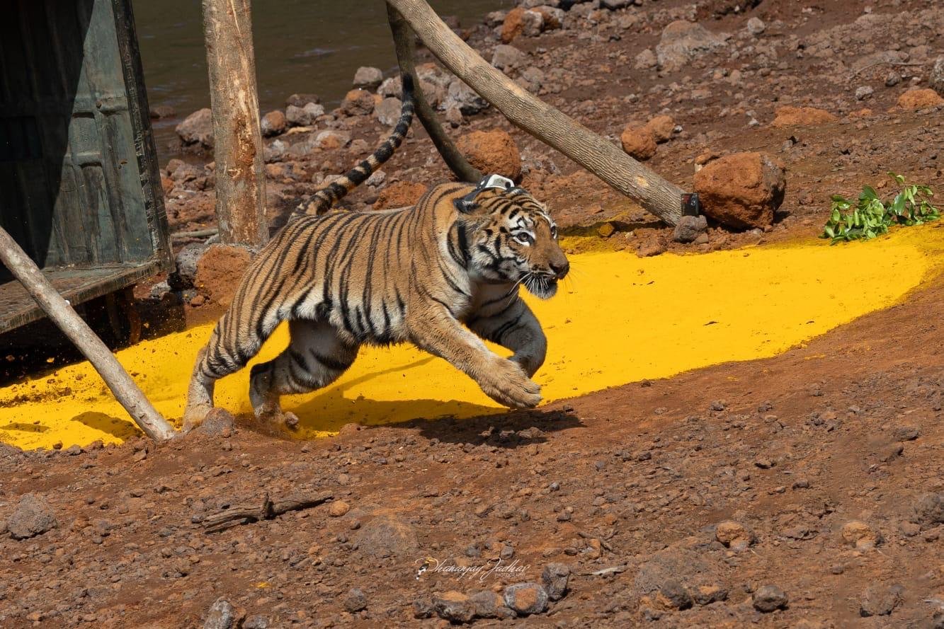 Tiger habitat