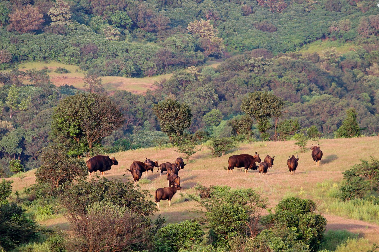Wildlife of Sahyadri